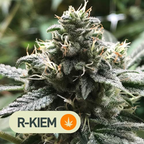 Semillas cannabis