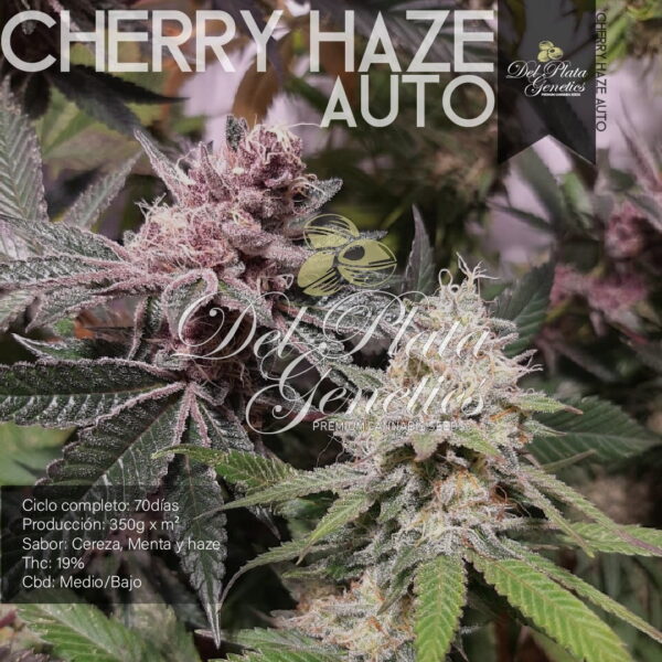 Semillas cannabis