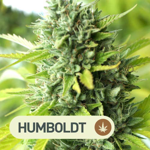 Semillas cannabis