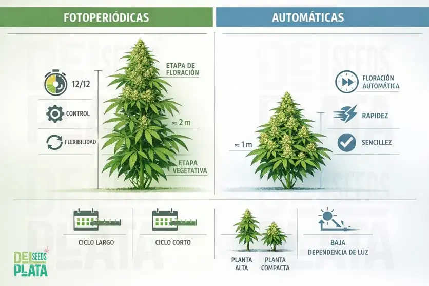 fotoperiodicas o automaticas