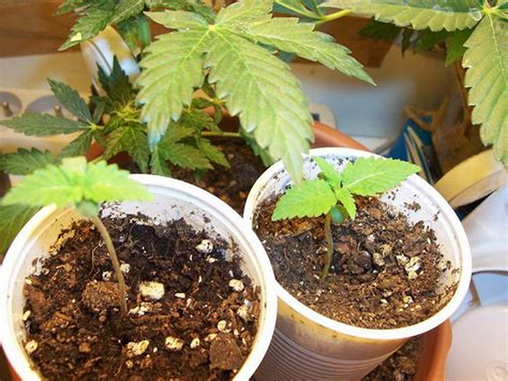 Cada Cuanto Regar Con Fertilizante Su Planta De Cannabis
