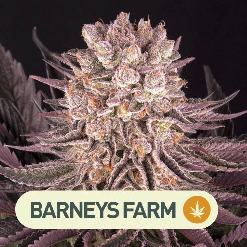 Semillas cannabis
