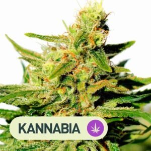 BCN DIESEL CBD