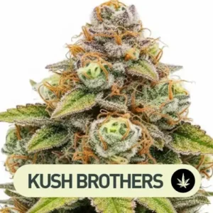 DOSIDOSS THE KUSH BROTHERS SEEDS