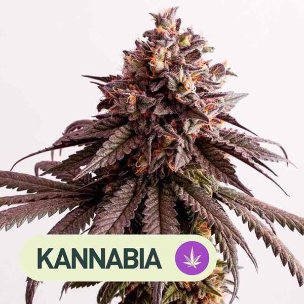 GELATO-K