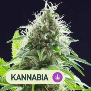 KAMA KUSH CBD