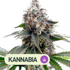 SWISS DREAM CBD