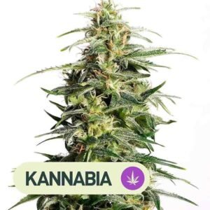 SWISS DREAM CBD AUTO