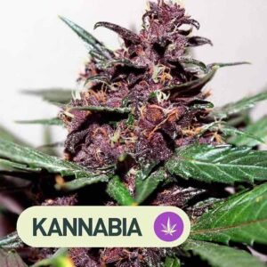 SWISS DREAM ROSE CBD