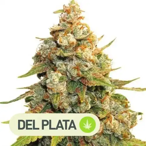 Lemon Haze Del Plata Seeds