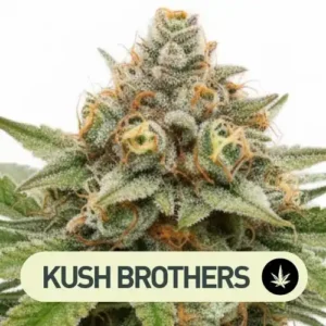 malibu speed version kush brothers