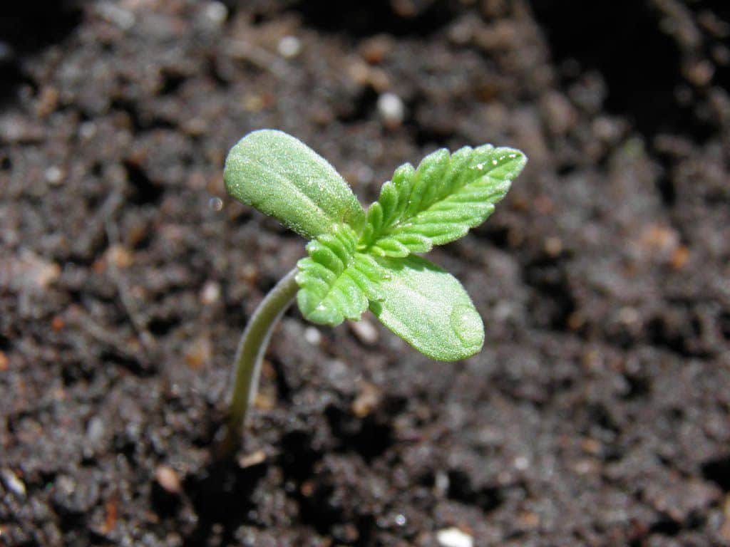 Semillas de marihuana en oferta