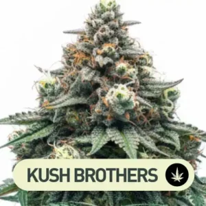masskush speed kush brothers