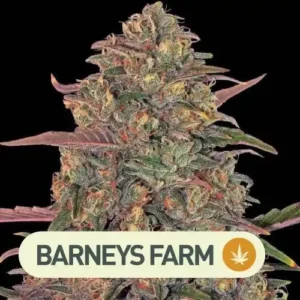 Pineapple Chunck Barneys Farm