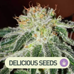 black russian delicious seeds