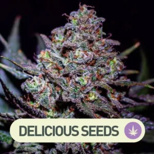 critical super silver haze delicious seeds