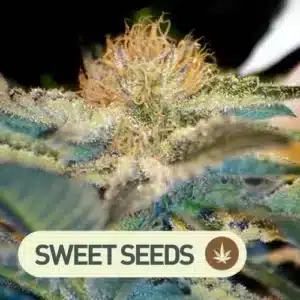 mohan ram sweet seeds