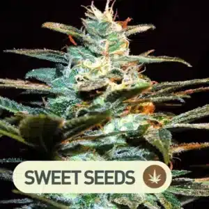 nyc diesel sweet seeds