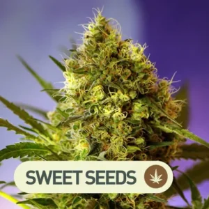 big devil 2 auto sweet seeds