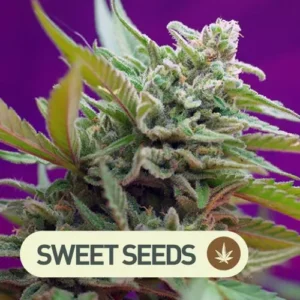 black jack auto sweet seeds