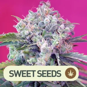 cream mandarine auto sweet seeds