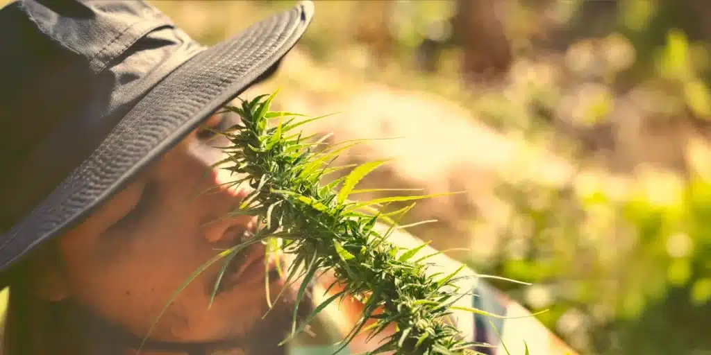 semillas de marihuana