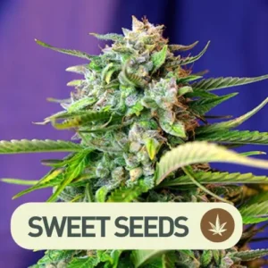 jack 47 auto sweet seeds