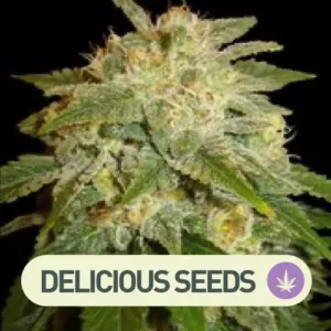 la bella afrodita auto delicious seeds