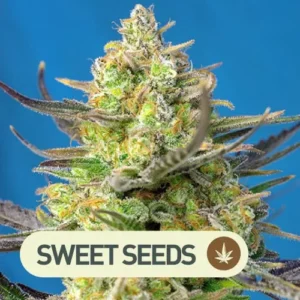 sweet cheese xl auto sweet seeds