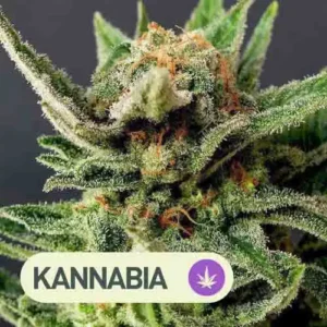 gypsy kush kannabia seeds