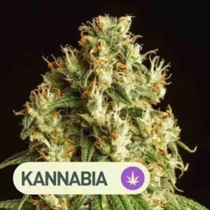 mimosa dream kannabia seeds