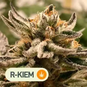 sublimator auto rkiem seeds