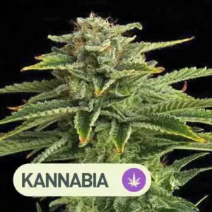 zkit kandy dream kannabia seeds