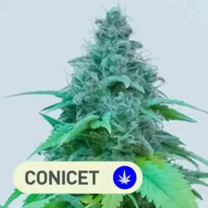 malvina conicet