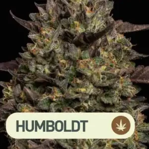 CARAMEL CREAM AUTO HUMBOLDT