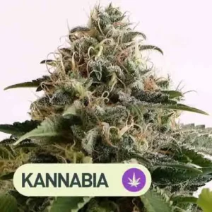 amnesia dream xl auto kannabia