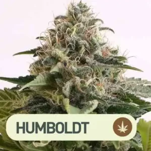 amnesia dream xl auto kannabia