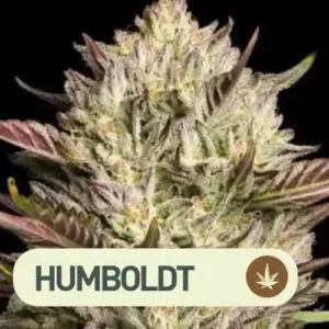 california octane humboldt