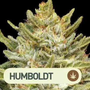 california sour diesel humboldt
