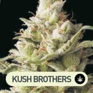 cheese xl auto kush brothers