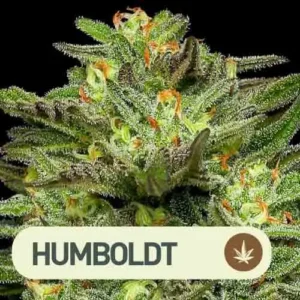 dream queen humboldt