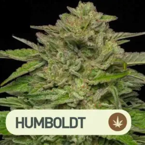 mango sherbet humboldt