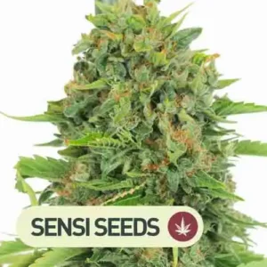 skunk dream cbd sensi seeds