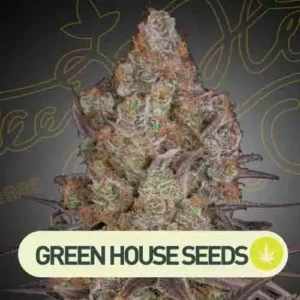 exodus cheese green house seeds