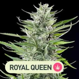 fat banana royal queen seeds