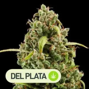 ghost diesel del plata seeds