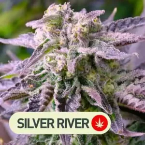 jack lemonade silver river seeds