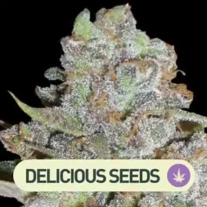 la diva delicious seeds auto