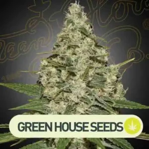 super lemon haze green house seeds