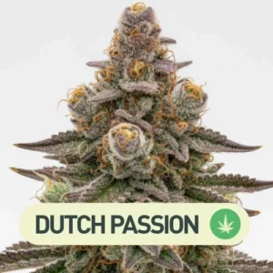 BANANA BLAZE AUTO DUTCH PASSION